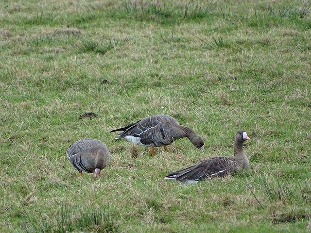 拜仁客战阿森纳名单：凯恩、奥利塞领衔，迪亚斯停赛